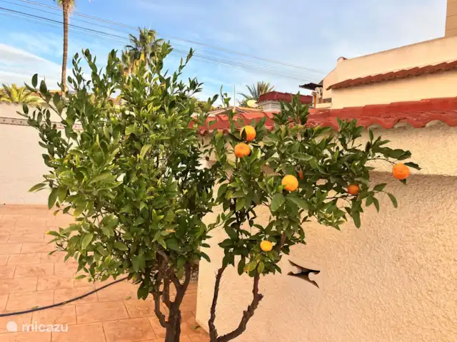 Sinaasappelboom